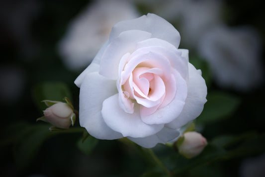 Buds and bloom