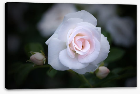 Buds and bloom