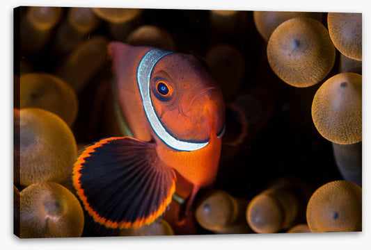Anemone hideout