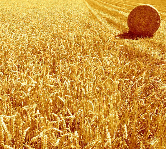 Golden harvest