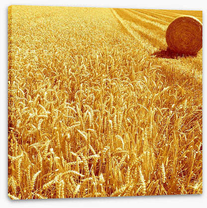 Golden harvest
