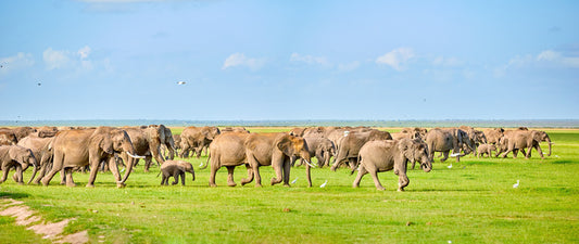 Africa