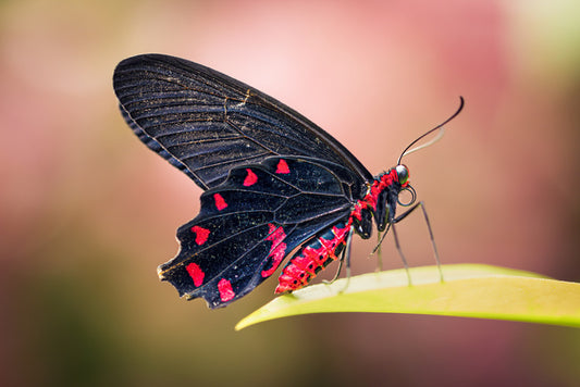 Insects