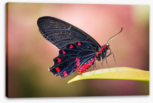 Insects