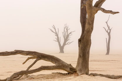 Ghosts of the desert