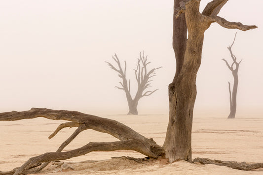 Ghosts of the desert