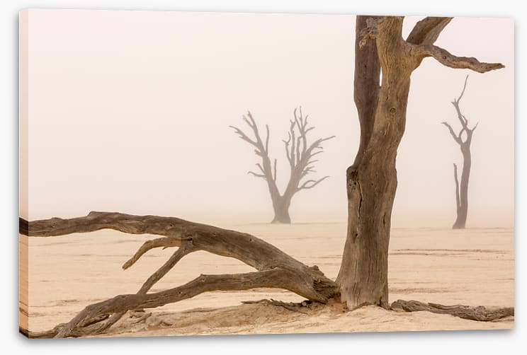 Ghosts of the desert