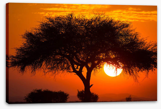 Africa