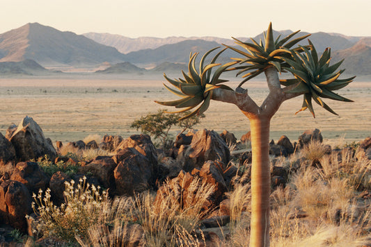 Lonesome kokerboom