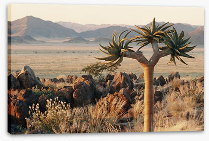 Lonesome kokerboom