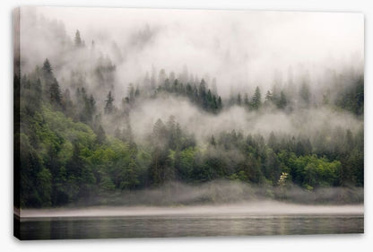 Fog from the forest