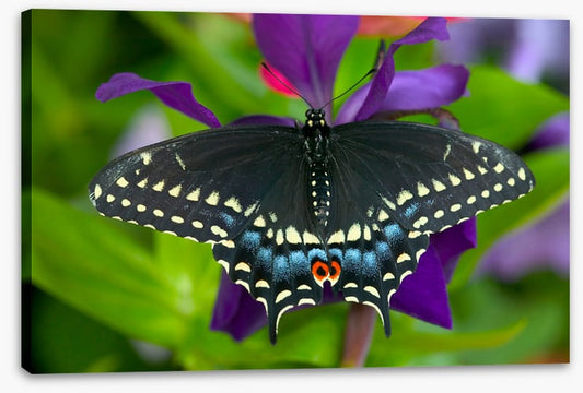Insects