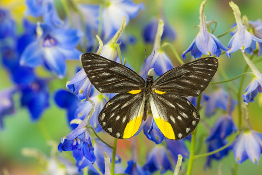 Insects