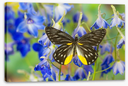 Insects