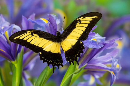 Insects