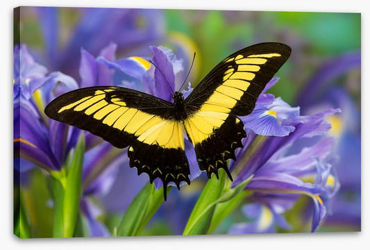 Insects