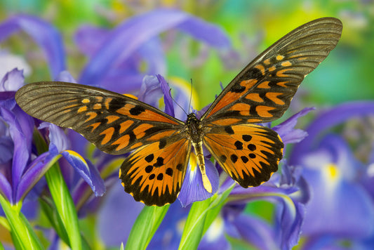 Insects