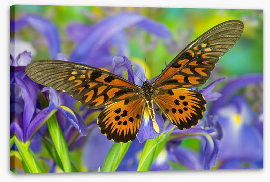 Insects