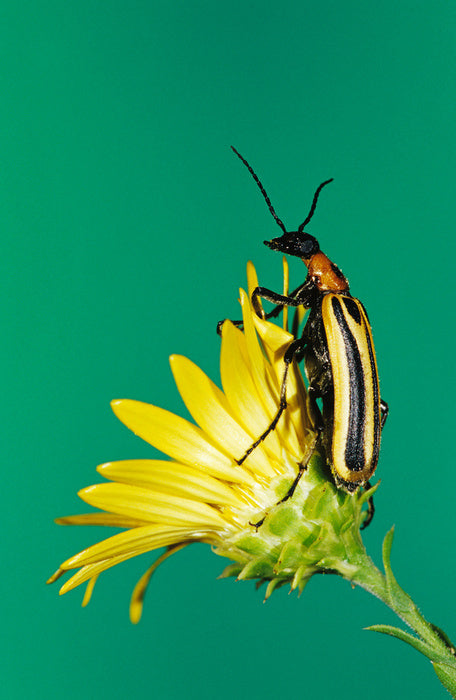 Insects