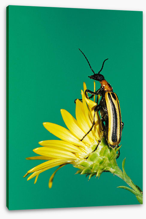Insects
