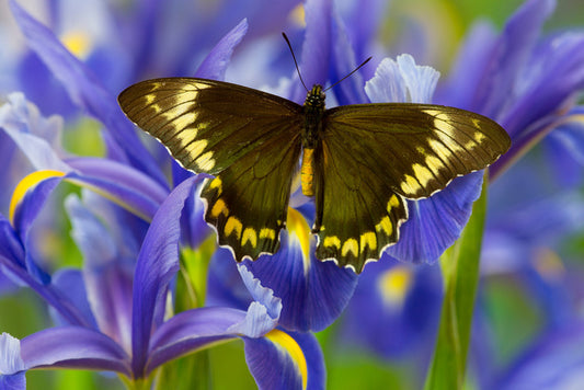 Insects