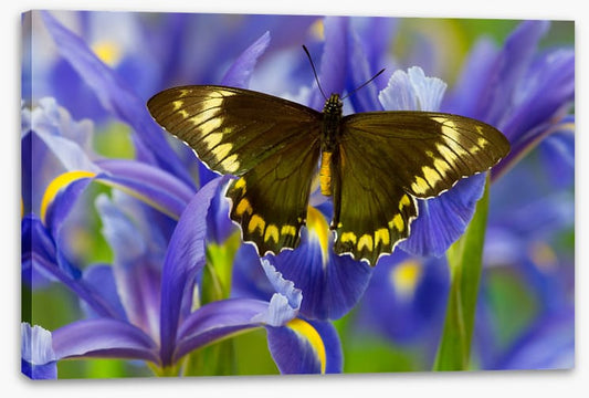 Insects
