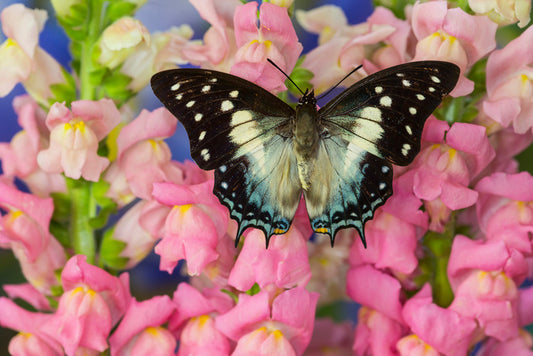 Insects