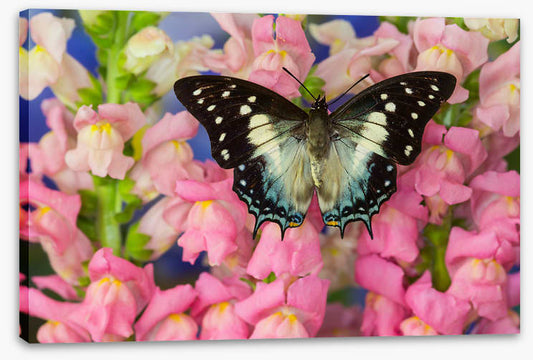Insects