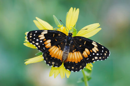 Butterflies