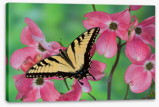 Insects