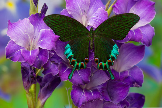 Insects