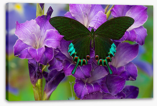 Insects