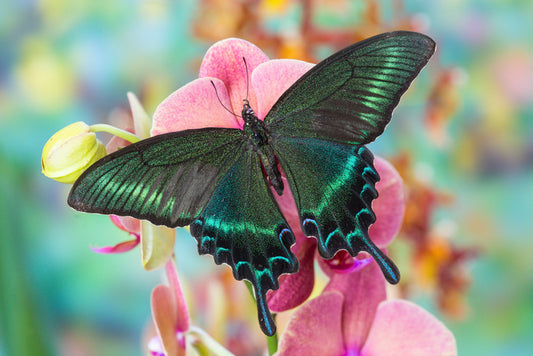 Alpine black swallowtail