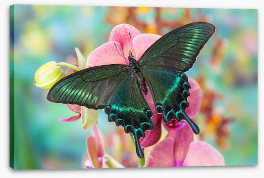 Alpine black swallowtail