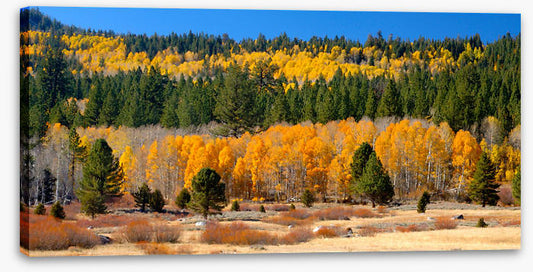 Aspens and evergreens