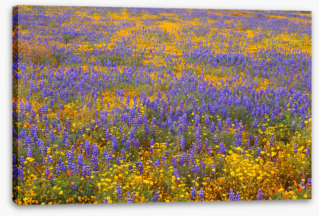 Lupine goldfield