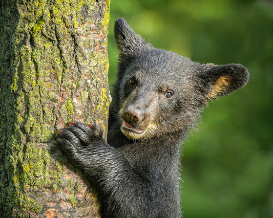 Tree hugger