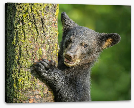 Tree hugger