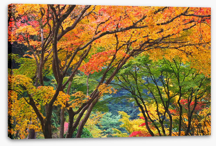 Maple medley
