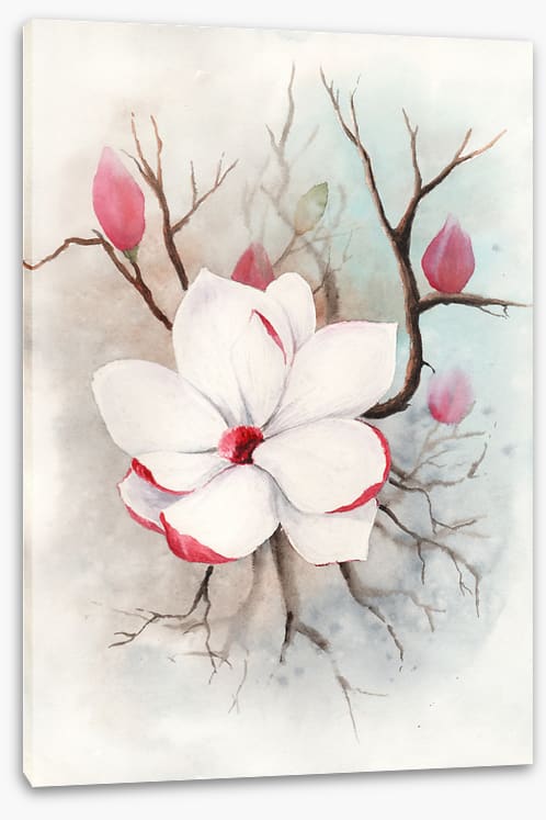 The first magnolia