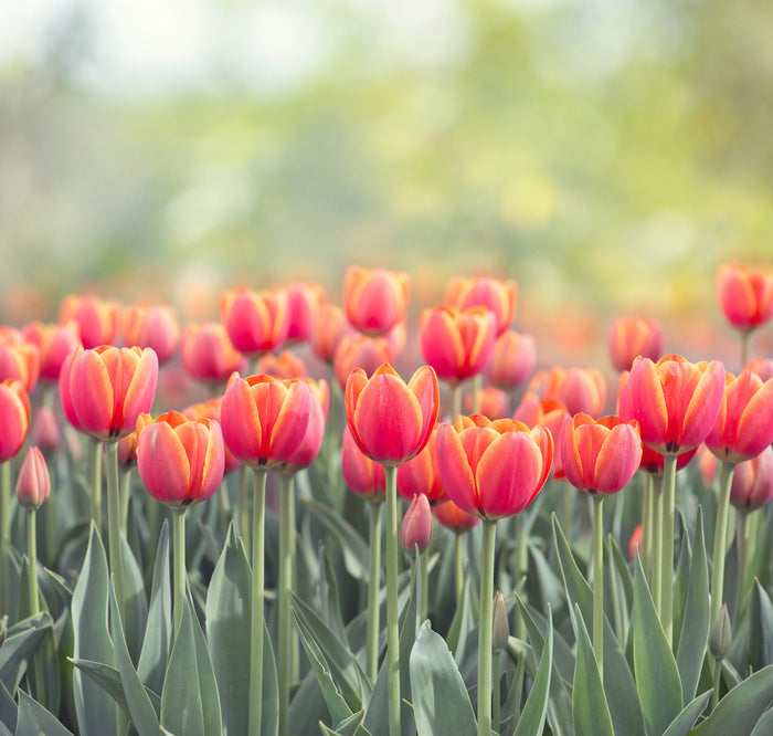 Tulip triumph