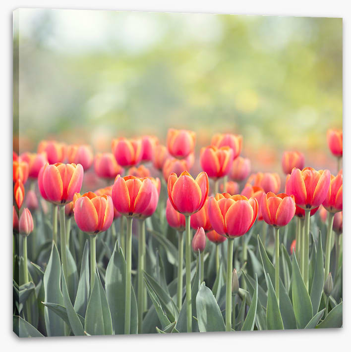 Tulip triumph