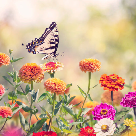 Zinnia swallowtail