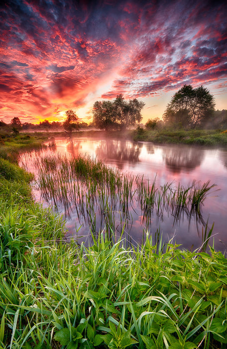 River reed sunset