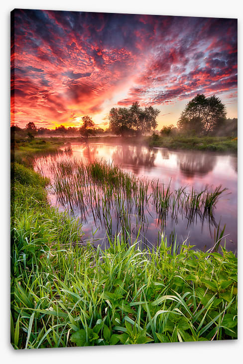 River reed sunset