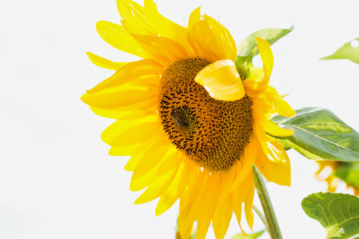 A sunny nature