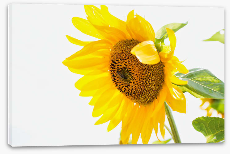 A sunny nature