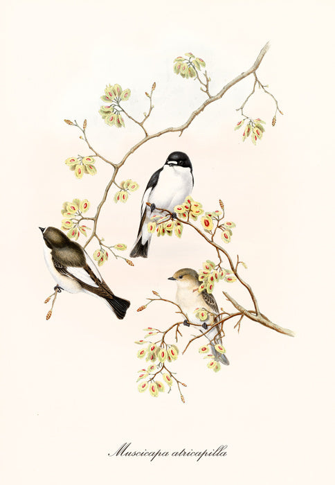 Muscicapa abricapilla