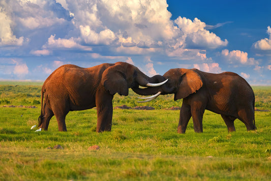 Elephant greeting