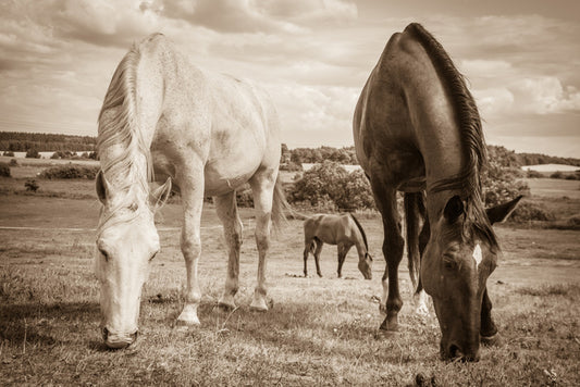 Graceful grazing